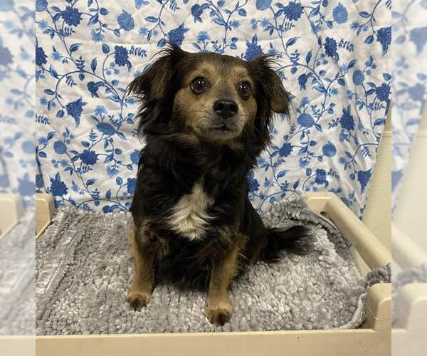Medium Photo #1 Chihuahua Puppy For Sale in Modesto, CA, USA