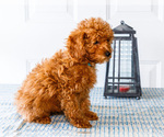 Small Photo #19 Poodle (Toy) Puppy For Sale in WAKARUSA, IN, USA