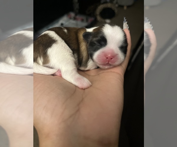 Medium Photo #6 Shih Tzu Puppy For Sale in MEMPHIS, TN, USA