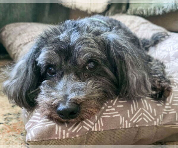 Medium Photo #2 Lhasa Apso-Unknown Mix Puppy For Sale in Corona, CA, USA