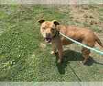 Small #2 Mutt