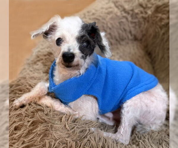 Medium Photo #19 Poodle (Toy)-Unknown Mix Puppy For Sale in Arlington, VA, USA