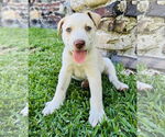 Small #1 Catahoula Leopard Dog-Labrador Retriever Mix