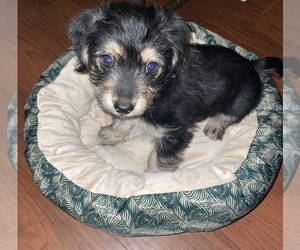 Yorkie Russell Puppy for sale in PHILADELPHIA, PA, USA