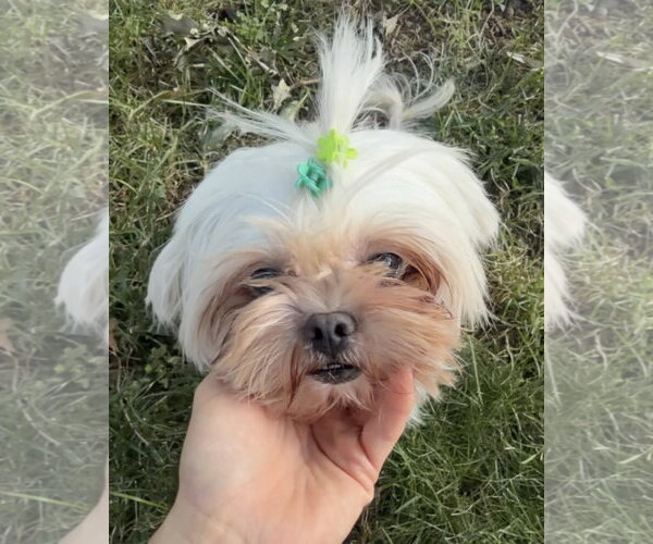 Medium Photo #2 Shih Tzu Puppy For Sale in St. Louis Park, MN, USA