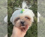 Small #1 Shih Tzu