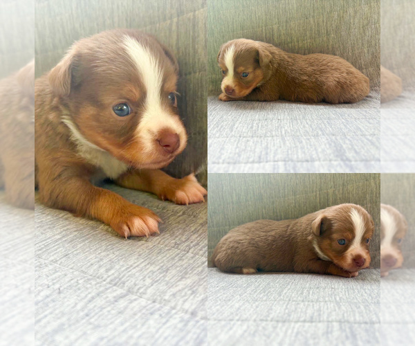 Medium Photo #3 Miniature Australian Shepherd Puppy For Sale in BROOKER, FL, USA