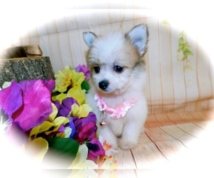 Bichon-A-Ranian Puppy for sale in HAMMOND, IN, USA