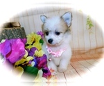 Small Photo #1 Bichon-A-Ranian Puppy For Sale in HAMMOND, IN, USA