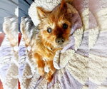 Small #2 Mutt