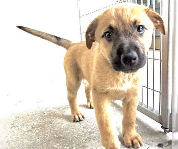 Medium Photo #2 Labrador Retriever-Unknown Mix Puppy For Sale in Houston, TX, USA