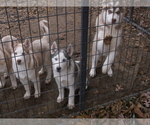 Small Photo #4 Siberian Husky Puppy For Sale in MOWEAQUA, IL, USA