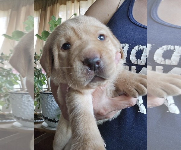Medium Photo #1 Labrador Retriever Puppy For Sale in APPOMATTOX, VA, USA