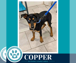 Small Plott Hound Mix