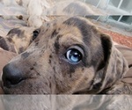 Small Photo #8 Catahoula Bulldog Puppy For Sale in MIAMI BEACH, FL, USA