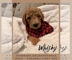 Litter of 8 - Male(s) and Female(s) GoldendoodleLitter of Puppies for Sale - Photo #4