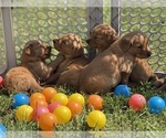 Small #14 Golden Retriever
