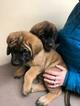 Small Photo #3 Mastiff Puppy For Sale in GLENWOOD, MN, USA