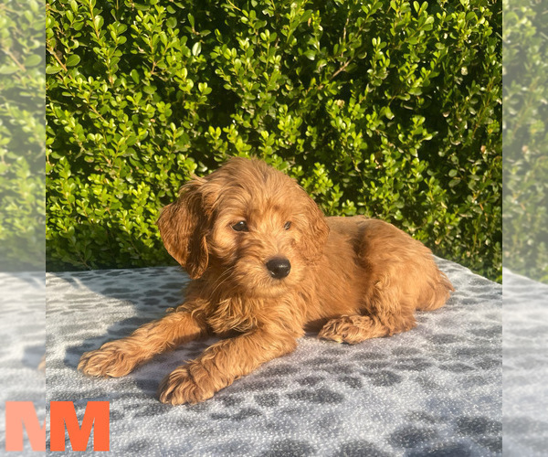 Medium Photo #8 Goldendoodle (Miniature) Puppy For Sale in BAKERSFIELD, CA, USA