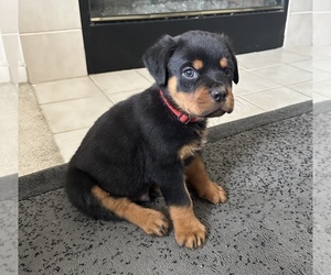 Rottweiler Puppy for sale in MERCED, CA, USA