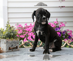 Small Photo #12 Boxer Puppy For Sale in GRABILL, IN, USA