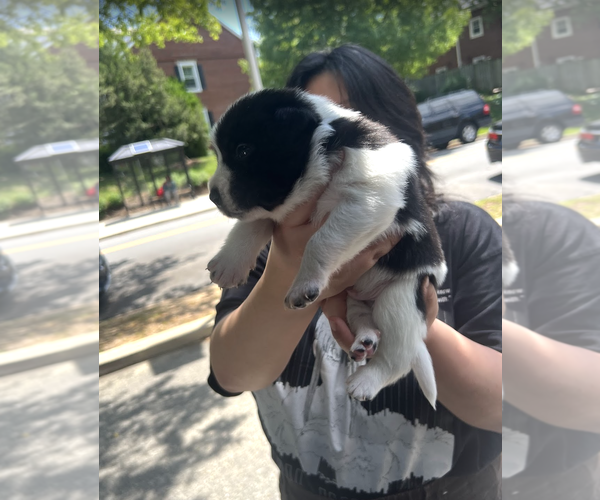 Medium Photo #2 Mutt Puppy For Sale in Rockville, MD, USA