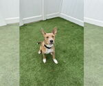 Small #3 American Pit Bull Terrier Mix