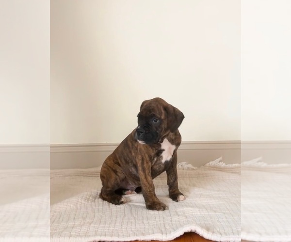 Medium Photo #3 Boxer Puppy For Sale in DENVER, PA, USA