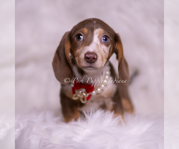 Medium Photo #91 Dachshund Puppy For Sale in WARSAW, IN, USA