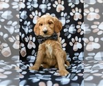 Small Photo #4 Goldendoodle Puppy For Sale in QUARRYVILLE, PA, USA