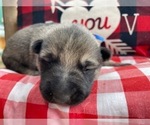 Small Photo #2 German Shepherd Dog Puppy For Sale in MARION, IL, USA