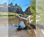 Small Photo #6 Great Pyrenees Puppy For Sale in Spring, TX, USA
