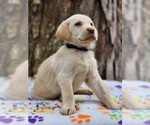 Puppy 6 Golden Labrador