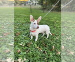 Small #7 Chihuahua-Welsh Corgi Mix