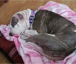 Small #5 American Pit Bull Terrier Mix