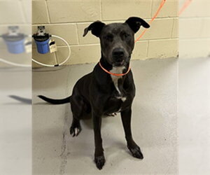 Mutt Dogs for adoption in Sanford, FL, USA