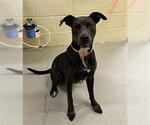 ROCK RUFF - Male Mutt Dog for Adoption - Small photo