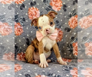 Boston Terrier Puppy for sale in EPHRATA, PA, USA