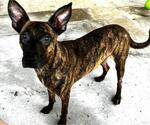 Small #6 Plott Hound Mix