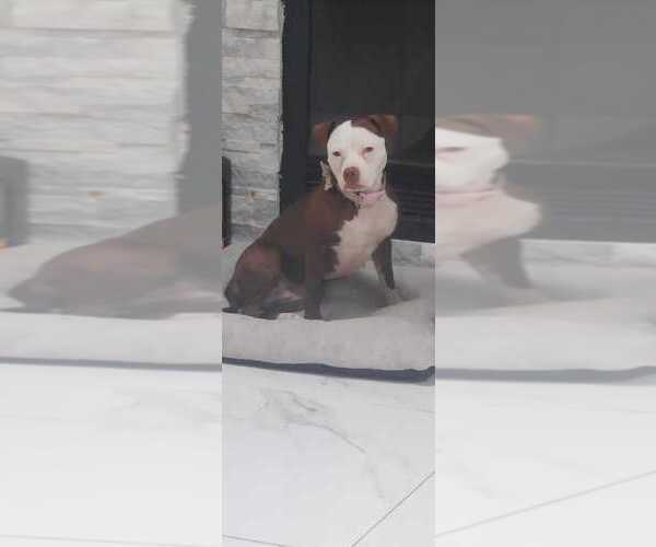 Medium Photo #1 American Pit Bull Terrier Puppy For Sale in EAST STROUDSBURG, PA, USA
