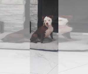 Mother of the American Pit Bull Terrier puppies born on 01/13/2026