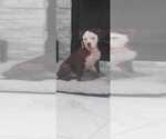 Small Photo #1 American Pit Bull Terrier Puppy For Sale in EAST STROUDSBURG, PA, USA