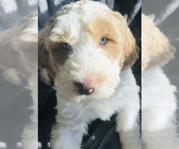 Medium Photo #4 Labradoodle-Unknown Mix Puppy For Sale in PRICHARD, WV, USA