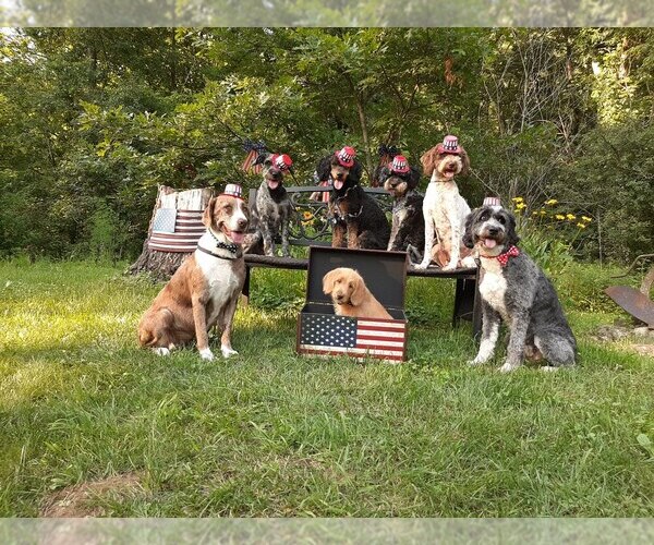 Medium Photo #5 Poodle (Standard) Puppy For Sale in MILLVILLE, MN, USA