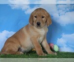 Small Photo #5 Labrador Retriever Puppy For Sale in FREDERICKSBG, OH, USA