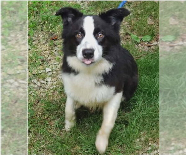 Medium Photo #3 Border Collie Puppy For Sale in Bloomingdale, NJ, USA