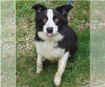 Small #2 Border Collie