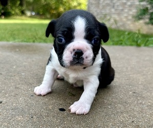 Boston Terrier Puppy for sale in GARFIELD, AR, USA