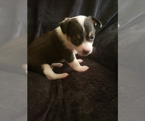 Chihuahua Puppy for sale in WELLSTON, OH, USA