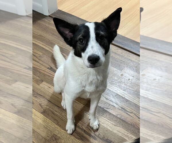 Medium Photo #2 Mutt Puppy For Sale in Salt Lake City, UT, USA